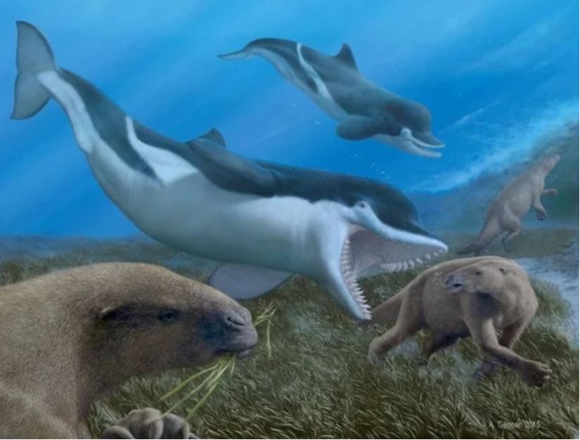 Yarı-sucul tembel hayvan Thalassocnus'un, antik bir dişli balina cinsi olan Acrophyseter tarafından saldırıya uğradığı bir senaryo çizimi.  Bu çizimde ek olarak tembel hayvanların nasıl dalga tarafından sürüklendiği de görülebilir.