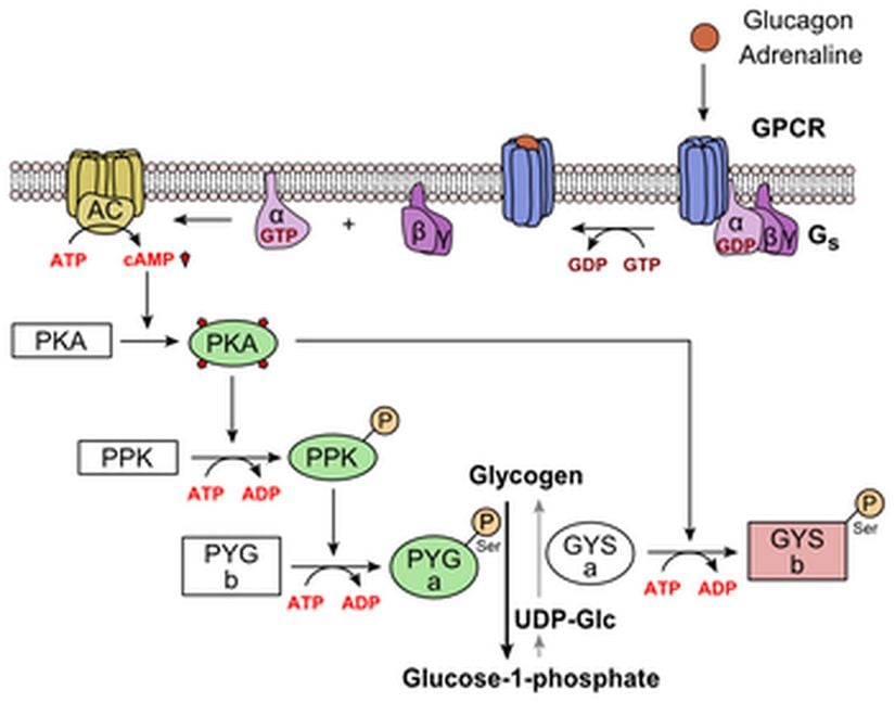 Glukagon tarafından glikojenin metabolik düzenlenmesi