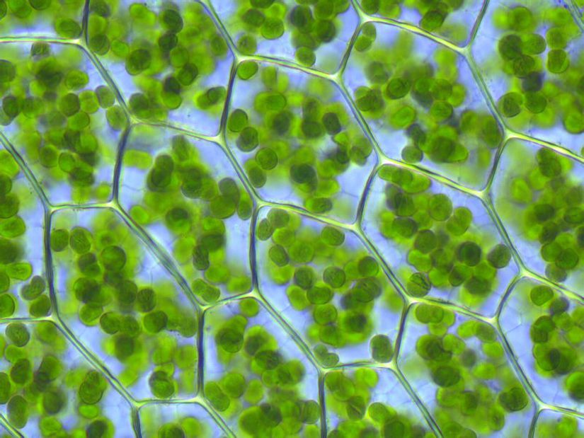 Şekilde gördüğünüz yeşil hücreler mikroskopta incelenen klorofil pigmentleridir. Klorofil pigmentleri kloroplast adı verilen organizmalar içinde yoğunlaşırlar.