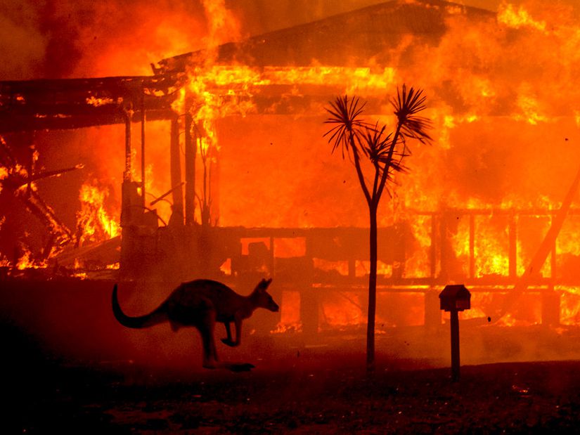 2019'da başlayan ve haftalarca devam eden Avustralya yangını esnasında bir kanguru