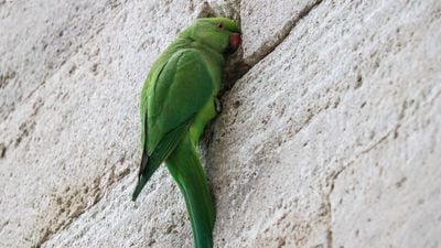 Yeşil papağan (Psittacula krameri)