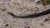 Damalı su yılanı (Natrix tessellata)