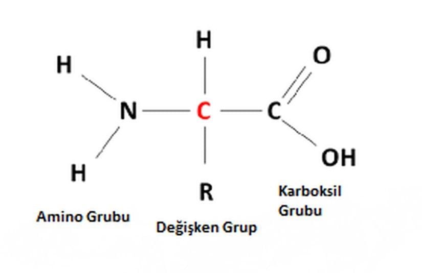 Görsel 1: Tipik bir amino asidin yapısı