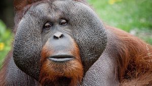 Orangutan's Healing Moment Sheds Light On Animal Self-Medication