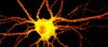 Akıllı Sinir Hücreleri: Sinir Hücresine Ait Tekil Dendritler İşlem Yapabiliyor!