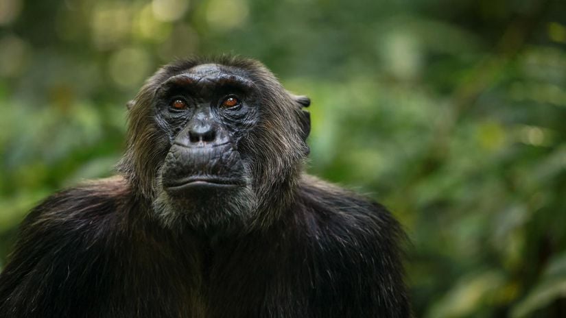 Görsel 4. Bonobo (Pan paniscus)