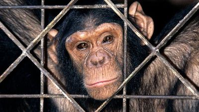 Şempanzeler Yasal Olarak 