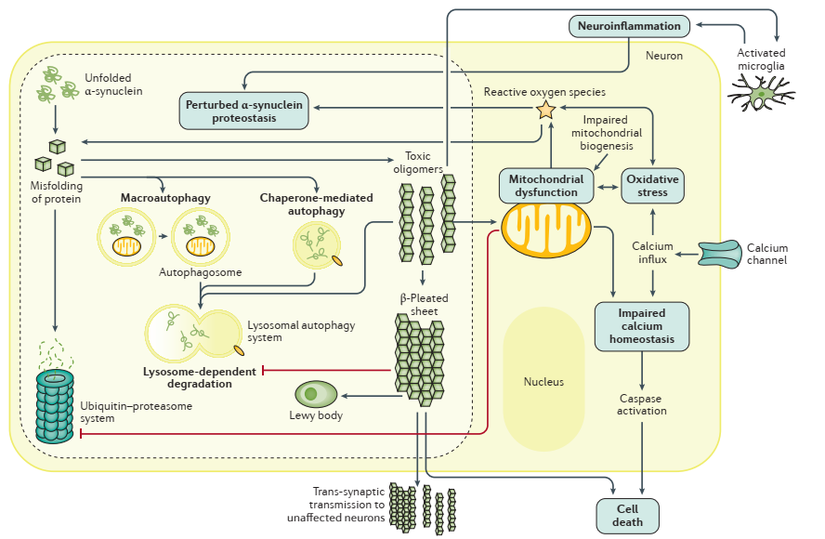 Parkinson hastalığında rol oynayan moleküler mekanizmalar: Parkinson hastalığının patogenezinde rol oynayan ana moleküler yollar arasındaki etkileşimleri gösteren şematik diyagram.