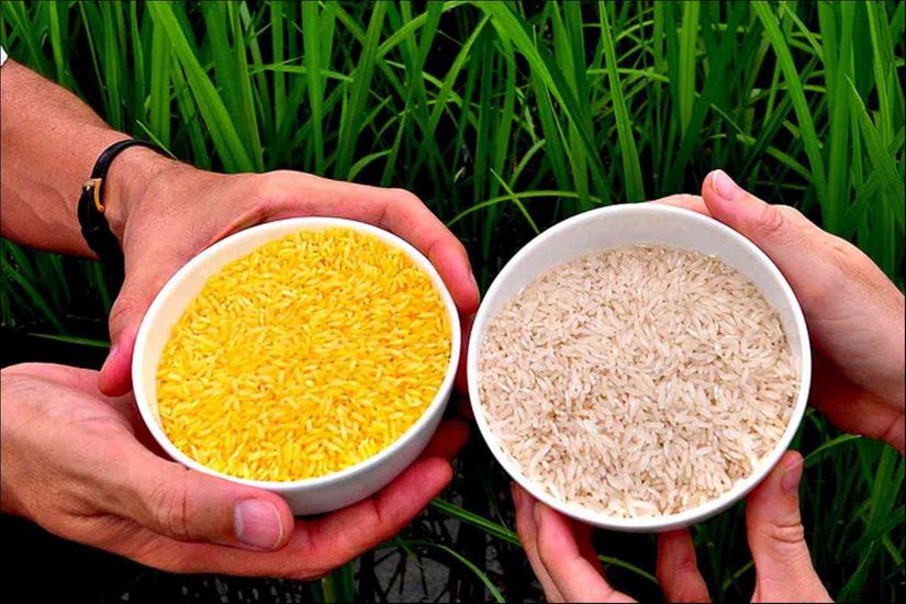 Soldaki altın pirinç ,sağdaki ise günlük kullanılan pirinç