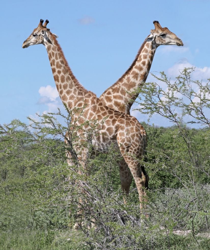 Angola Zürafası (Giraffa camelopardalis angolensis)