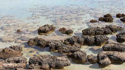 Stromatolit Nedir? Soluduğumuz Oksijeni Borçlu Olduğumuz, İlk Çok Hücreli Kompleks Canlıyı Tanıyın!