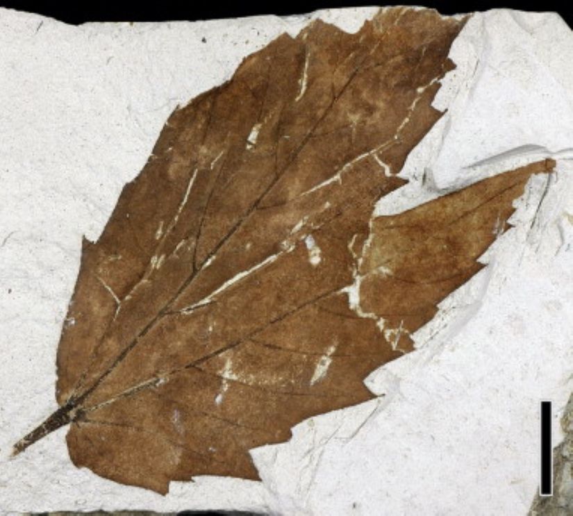 Rosidlerden Vitis teutonica'ya ait Senozoik Dönem'e tarihlenen bir yaprak fosili.