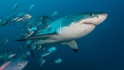 Köpekbalığı Evrimi: 450 Milyon Yıllık Geçmişe Sahip Köpekbalıkları Nasıl Evrimleşti? Köpekbalıkları, 5 Büyük Yok Oluşu Nasıl Atlattılar?