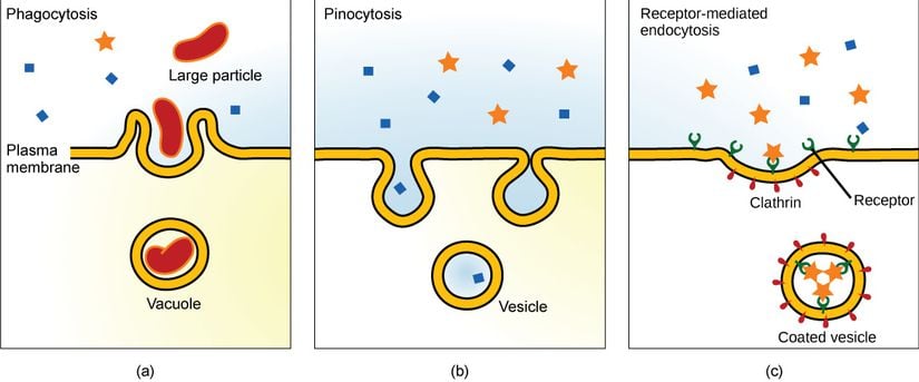 Resimde üç endositoz varyasyonu gösterilmiştir.   (a) Bir endositoz türü olan fagositozda, hücre zarı parçacığı çevreler ve hücre içi bir koful oluşturmak üzere sıkıştırır.   (b) Başka bir endositoz türü olan pinositozda, hücre zarı küçük bir sıvı hacmini çevreler ve içine alarak bir vezikül oluşturur.   (c) Reseptör aracılı endositozda maddelerin hücre içine alınması, dış hücre zarı üzerindeki reseptöre bağlanan tek tip bir maddeyi hedef alır.