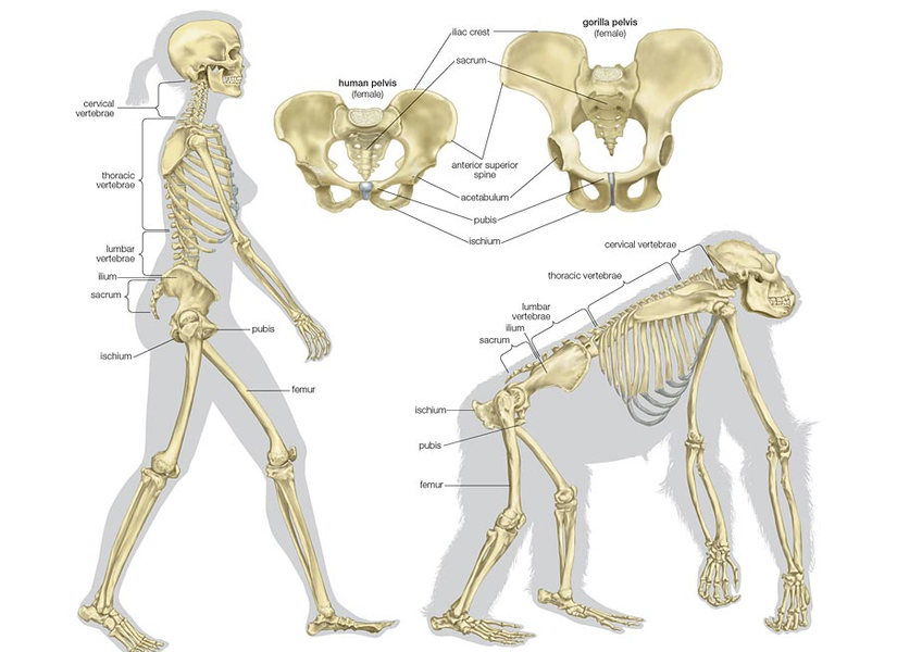 İnsan (Homo Sapiens) ve Goril (Gorilla) anatomisinin karşılaştırması