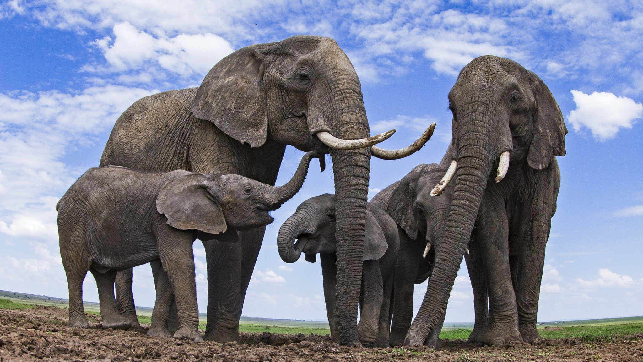 Самые большие виды. Самый большой слон. Самый большой слон в мире. Африканский слон. День слонов.