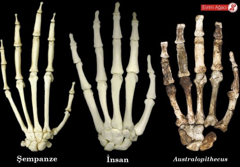 Bu fotoğrafta günümüzde yaşayan en yakın akrabalarımız olan şempanzelerin, bizlerin ve evrimsel süreçte insanların şempanzelere giden soy hattından ayrıldıktan sonra ilk evrimleşen atalarından olan Australopithecus cinsine ait eller görülmektedir.