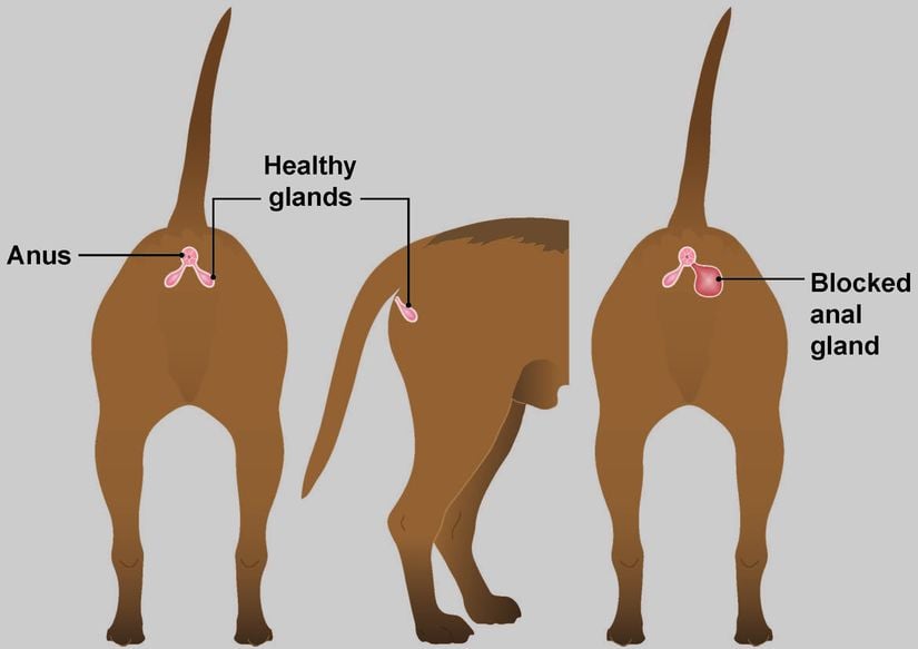 Köpeklerde anal kesenin konumu (solda ve ortada) ile bloke olmuş bir anal kese (sağda)