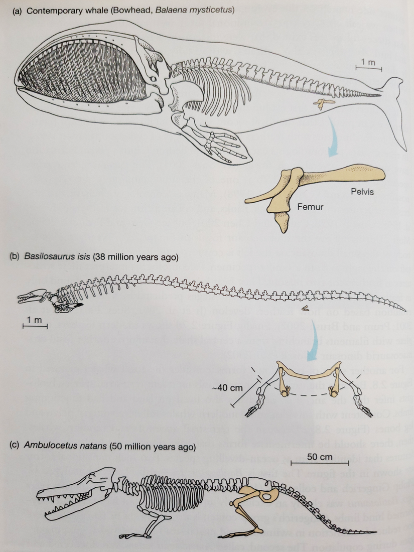 Balinalarda uyluk kemiklerinin kademeli olarak körelmesini gösteren fosiller. Zaman, görselin alt kısmından üst kısmına doğru akmaktadır.