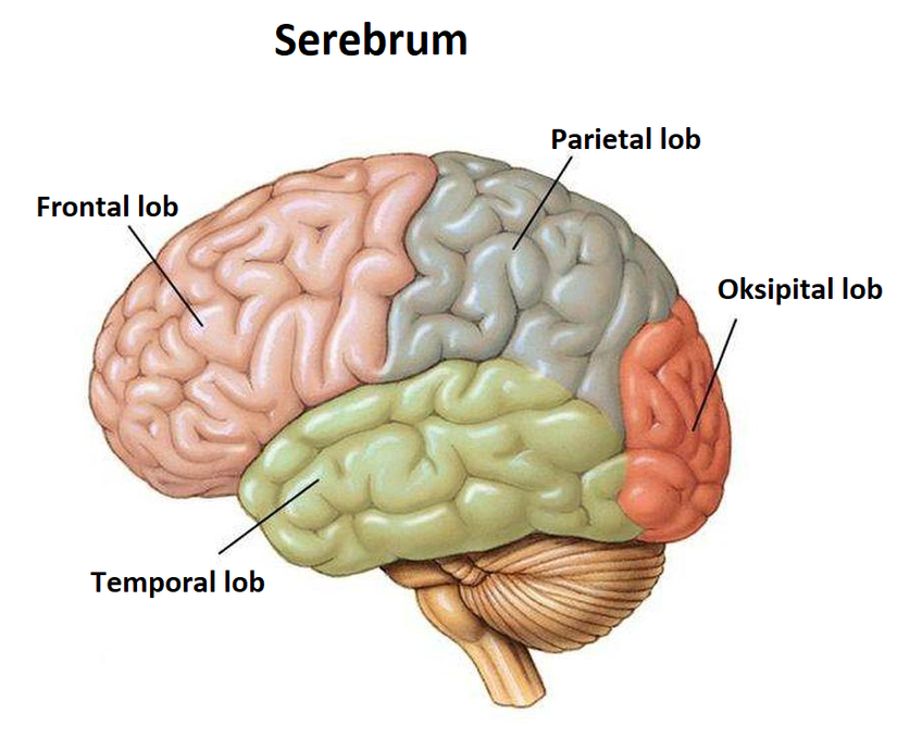 Beyin anatomisi.