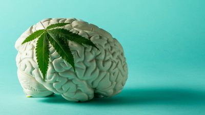 Kenevirin Beyne Etkisi: Marijuana Tüketimi, Beyni Nasıl Değiştiriyor?