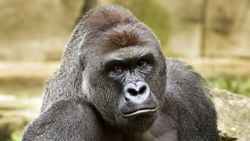 Bir Gorilin Ölümü: Harambe Neden Öldürüldü?
