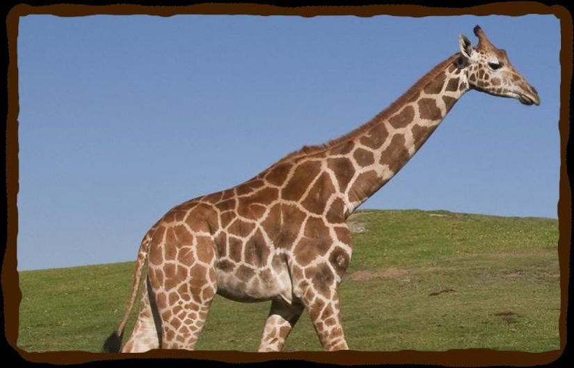 Otçul olmasına rağmen oldukça uzun bir çeneye sahip olan zürafa...