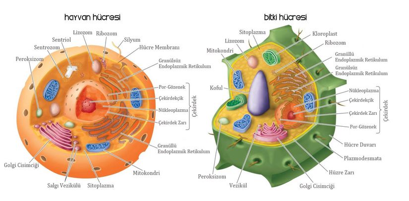 Hayvan ve Bitki  Hücresinin Karşılaştırılması