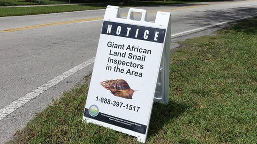 Dev Afrika Kara Salyangozları'na yönelik incelemeler yapıldığını söyleyen bir sokak işareti.