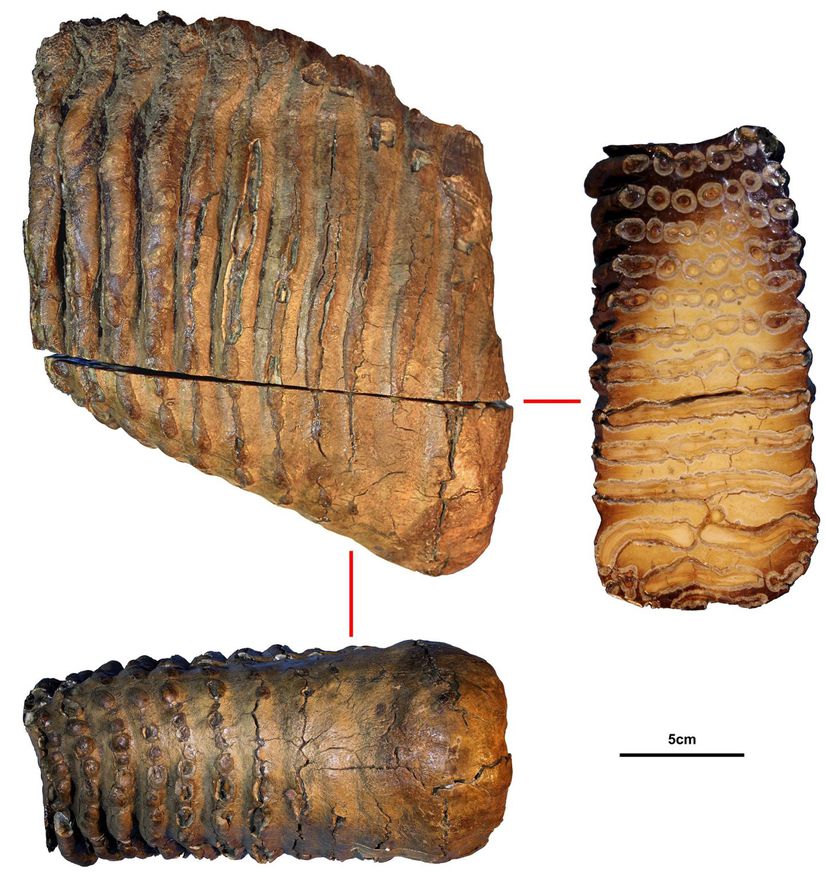 Krestovka mamutu dişi örneği