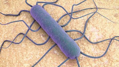 Listeriyoz Nedir? Listeria monocytogenes Bakterisi Neden Tehlikelidir?