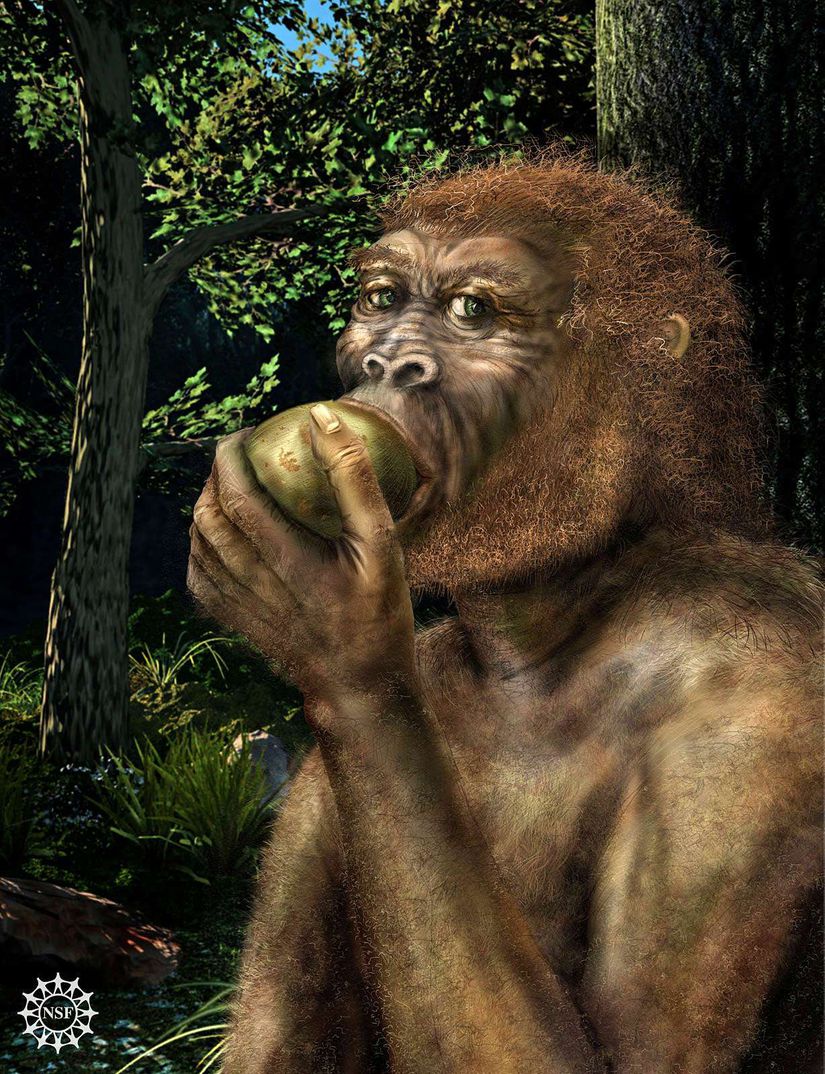 Paranthropus boisei türü olan, Homo cinsinin yakın kuzenlerinden bir birey meyve yerken; günümüzden 2 milyon yıl önce...