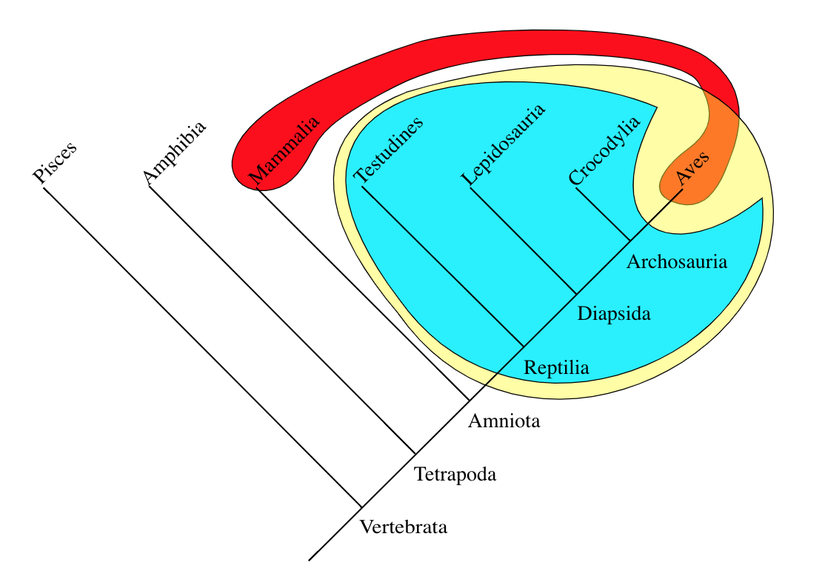 Kırmızı ile çizilen bölge homeotermik (sabitsıcaklı) hayvanları göstermektedir.
