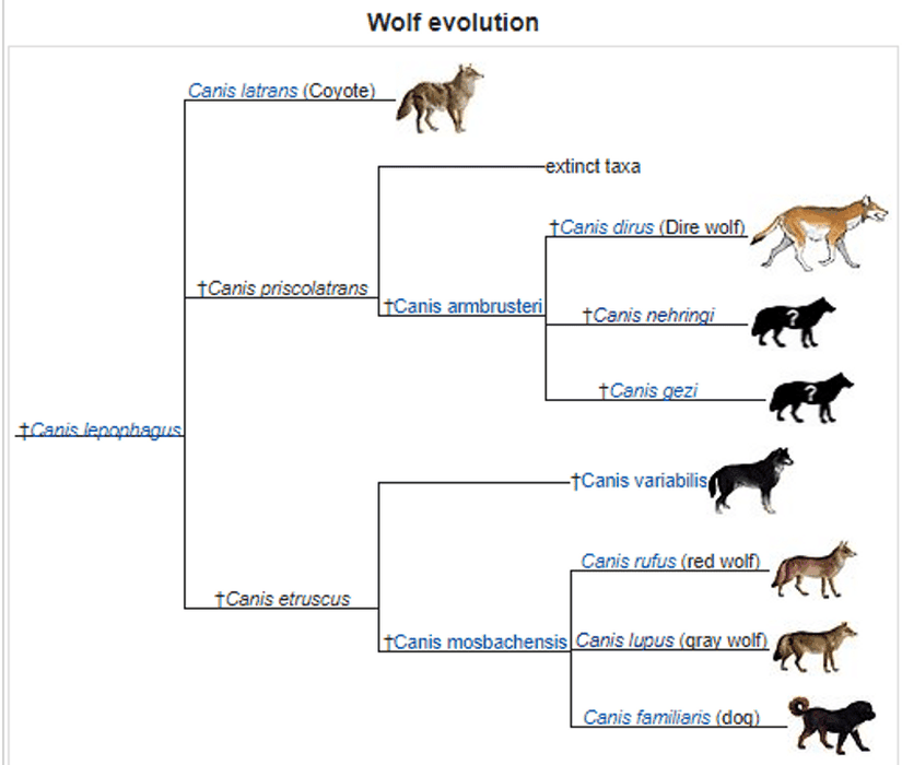 Kurtların evrimleşme süreci için 2003'de önerilen taksonomik dallanma. Canis lupus; bozkurt, Canis rufus; kızıl kurt, Canis familiaris; köpek.