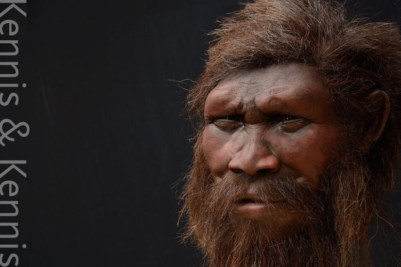 Homo erectus Rekonstrüksiyonu