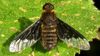 Arı sineği (Hemipenthes morio)
