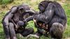 Primatların Koku Duyusu Sanılandan Daha Gelişmiş ve Şempanzeler, Akrabalarını Tanımak İçin Onları Kokluyor!