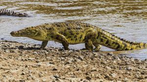 Innovative Tactics Protect Crocodiles From Toxic Toads