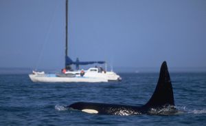 Orcas Explore New Games As Food Sources Recover