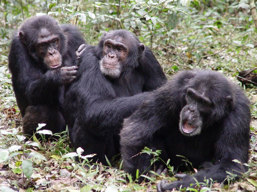 Şempanzeler birbirlerinin kıllarını temizliyor ve bitlerini ayıklıyor. Çoğu zaman bu davranış karşılıklı olsa da, kimi zaman tamamen fedakarca ve karşılık beklemeden de yapıldığı bilinmektedir.