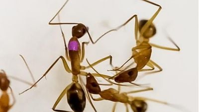 Florida Marangoz Karıncaları Yaralı Arkadaşlarının Bacaklarını Kesiyor!
