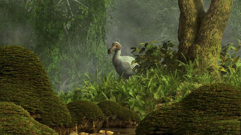 Dodo (Raphus cucullatus) illüstrasyonu.