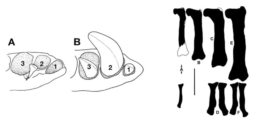 Tek kesici ön dişli morfotip (A) ve çift kesici ön dişli morfotip (B). Sağ tarafta ise uyluk (femur) karşılaştırmaları.