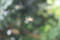 Örümcek ağı neden bu kadar sağlam? Bunun hakkında detaylı bilgi verebilirmisiniz?