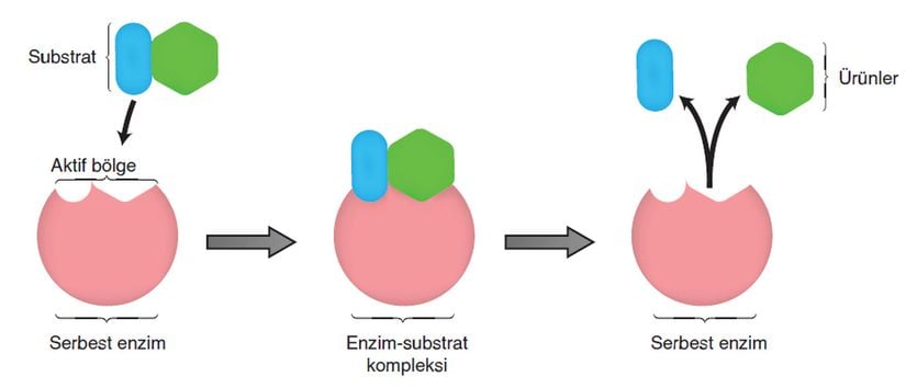 Sıradan bir enzim yapısında substratın enzime kabul edildiği aktif bölgenin gösterimi.