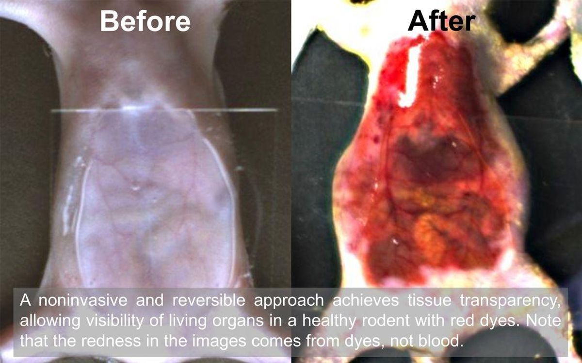 Food Dye Transforms Mouse Skin Into Transparent Window