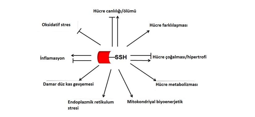 H2S aracılı sülfidrasyon ile modifikasyona uğrayan proteinin vücutta fizyolojik ve patolojik işlevleri.   (Ucu küt ok=inhibisyon, normal ok=stimülasyon)