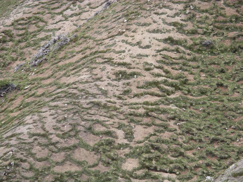 İsviçre Milli Parkı'nda soliflüksiyon yamacında çelenkli topraklara benzer oluşumlar. Şekillere kuş bakışı bakarak bir çelenge benzediğine dikkat ediniz.