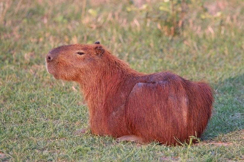 Dinlenmekte olan bir kapibara