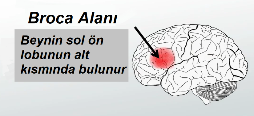 Broca Alanı